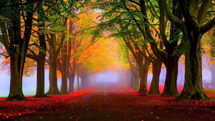 leaves, Trees, Park, Fall, Road, Chair, Quiet, Landscape HD Wallpaper Desktop Background