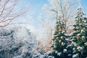 nature, Beauty, Winter, Tree, Snow