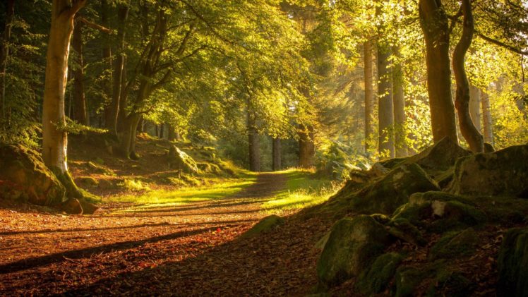 forest, Scotland, Trees, Road, Stone, Moss, Natural, Landscape, Autumn HD Wallpaper Desktop Background