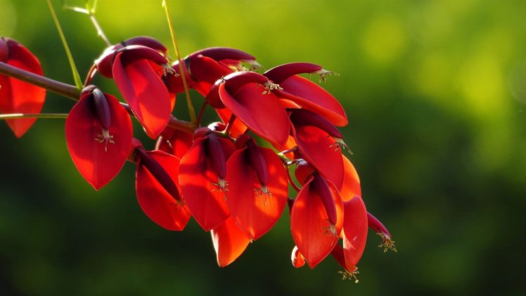 fresh, Erythrina, Flower, Red, Nature, Beauty HD Wallpaper Desktop Background