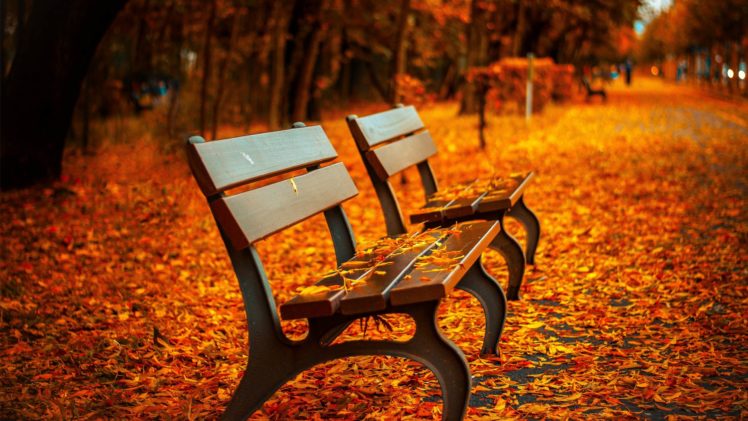 nature, Beauty, Landscape, Autumn, Tree, Leaves, Leaf HD Wallpaper Desktop Background