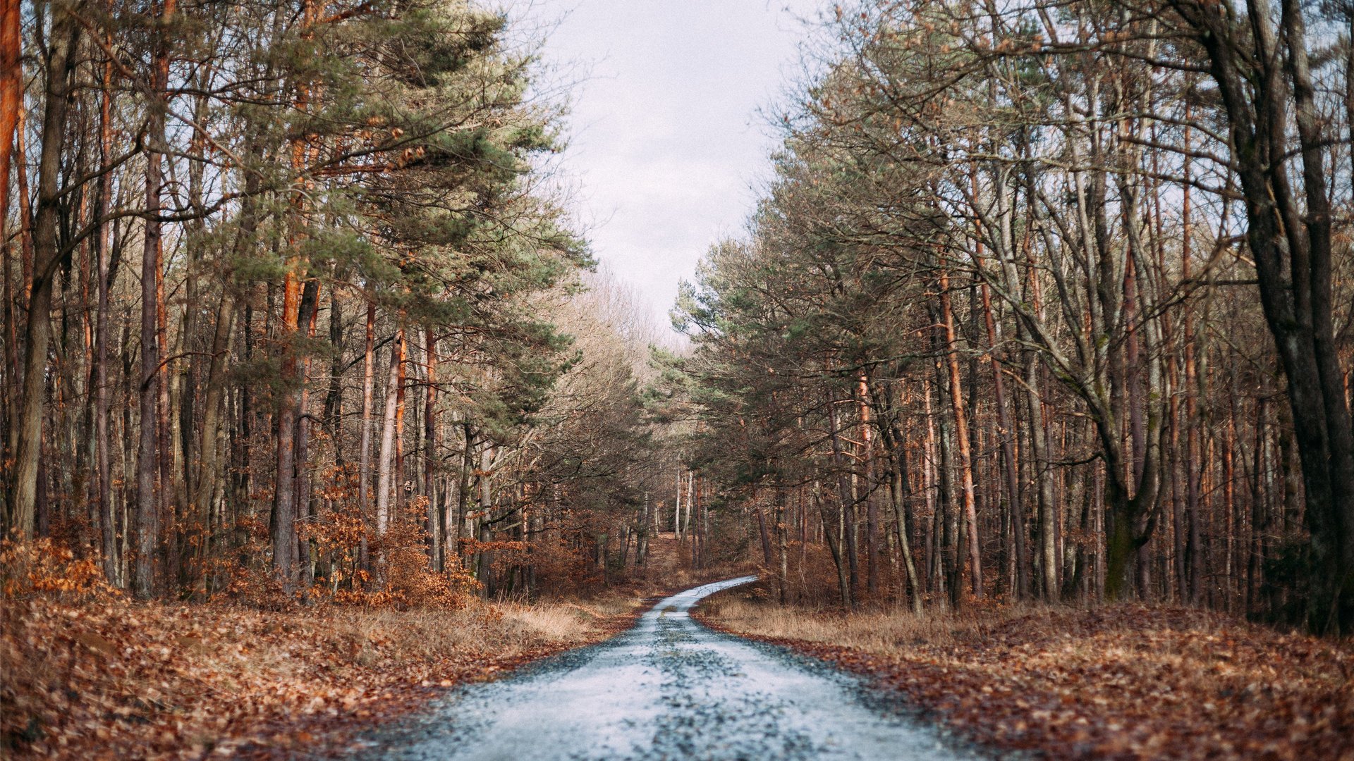 road, Nature, Beauty, Landscape, Autumn, Tree Wallpaper