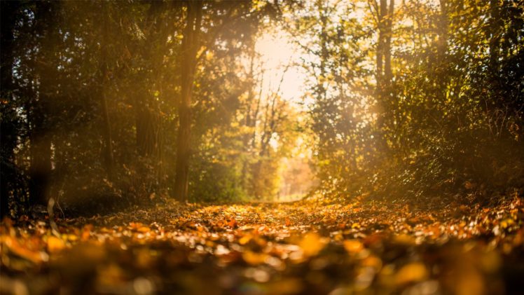 sunlight, Nature, Beauty, Landscape, Autumn, Tree HD Wallpaper Desktop Background