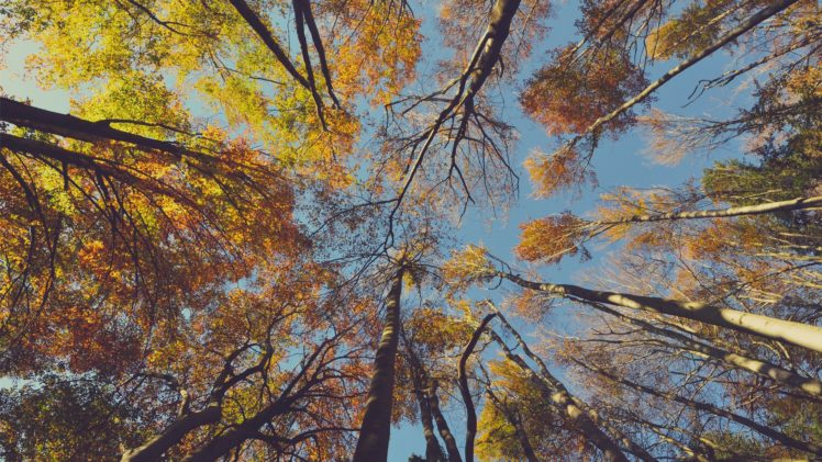 sky, Nature, Beauty, Landscape, Autumn, Tree HD Wallpaper Desktop Background