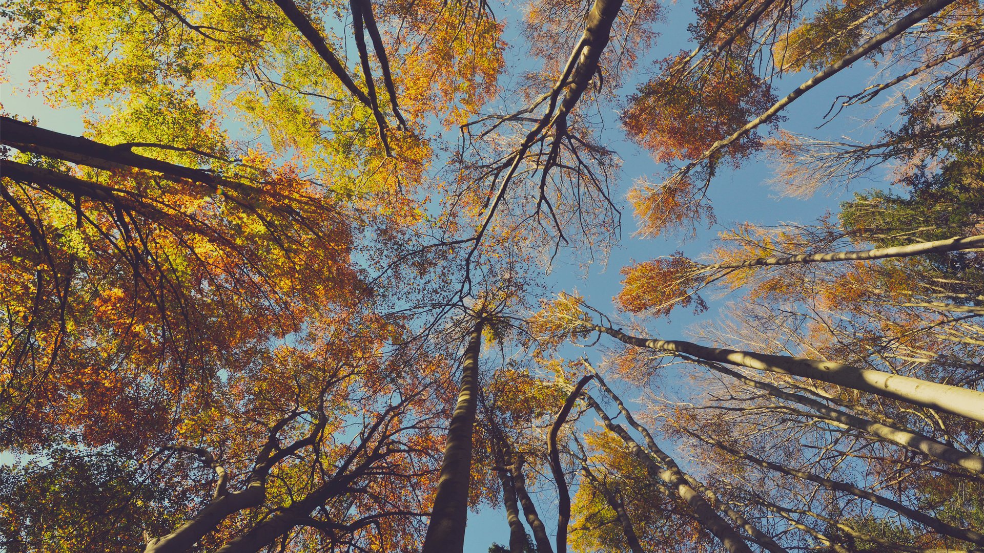 sky, Nature, Beauty, Landscape, Autumn, Tree Wallpaper