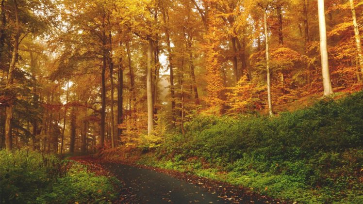 nature, Beauty, Landscape, Autumn, Tree, Leaf HD Wallpaper Desktop Background