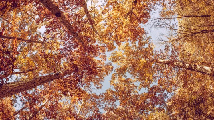 nature, Beauty, Landscape, Autumn, Tree, Sky HD Wallpaper Desktop Background