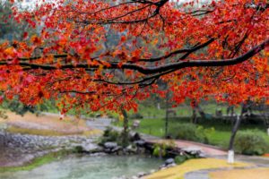 rain, Beautiful, Autumn, Maple, Leaf, Fresh, Photography