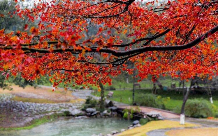 rain, Beautiful, Autumn, Maple, Leaf, Fresh, Photography HD Wallpaper Desktop Background