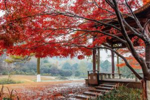 beautiful, Autumn, Maple, Leaf, Fresh, Photography