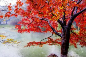 beautiful, Autumn, Maple, Leaf, Fresh, Photography, Rain