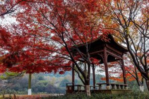 beautiful, Autumn, Maple, Leaf, Fresh, Photography