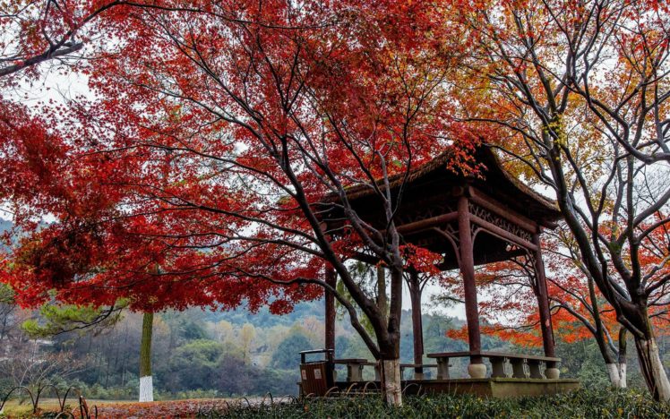 beautiful, Autumn, Maple, Leaf, Fresh, Photography HD Wallpaper Desktop Background