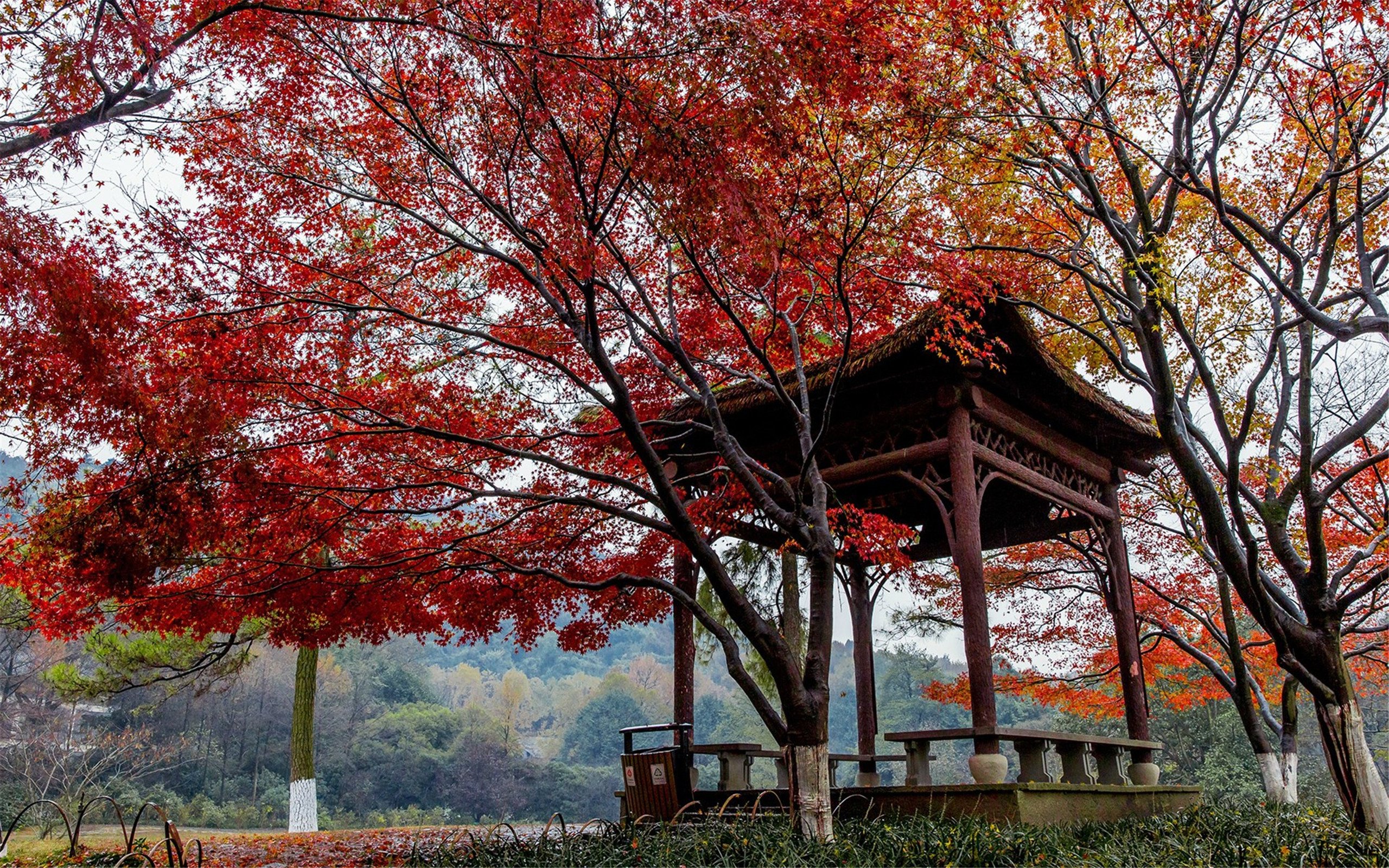 beautiful, Autumn, Maple, Leaf, Fresh, Photography Wallpaper