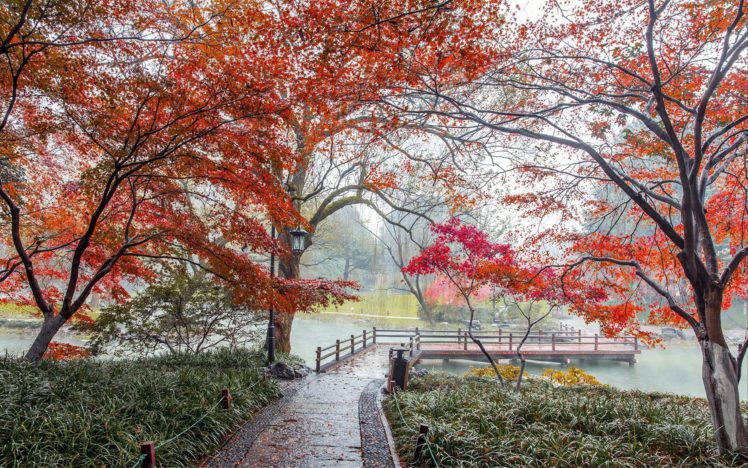 beautiful, Autumn, Maple, Leaf, Fresh, Photography HD Wallpaper Desktop Background