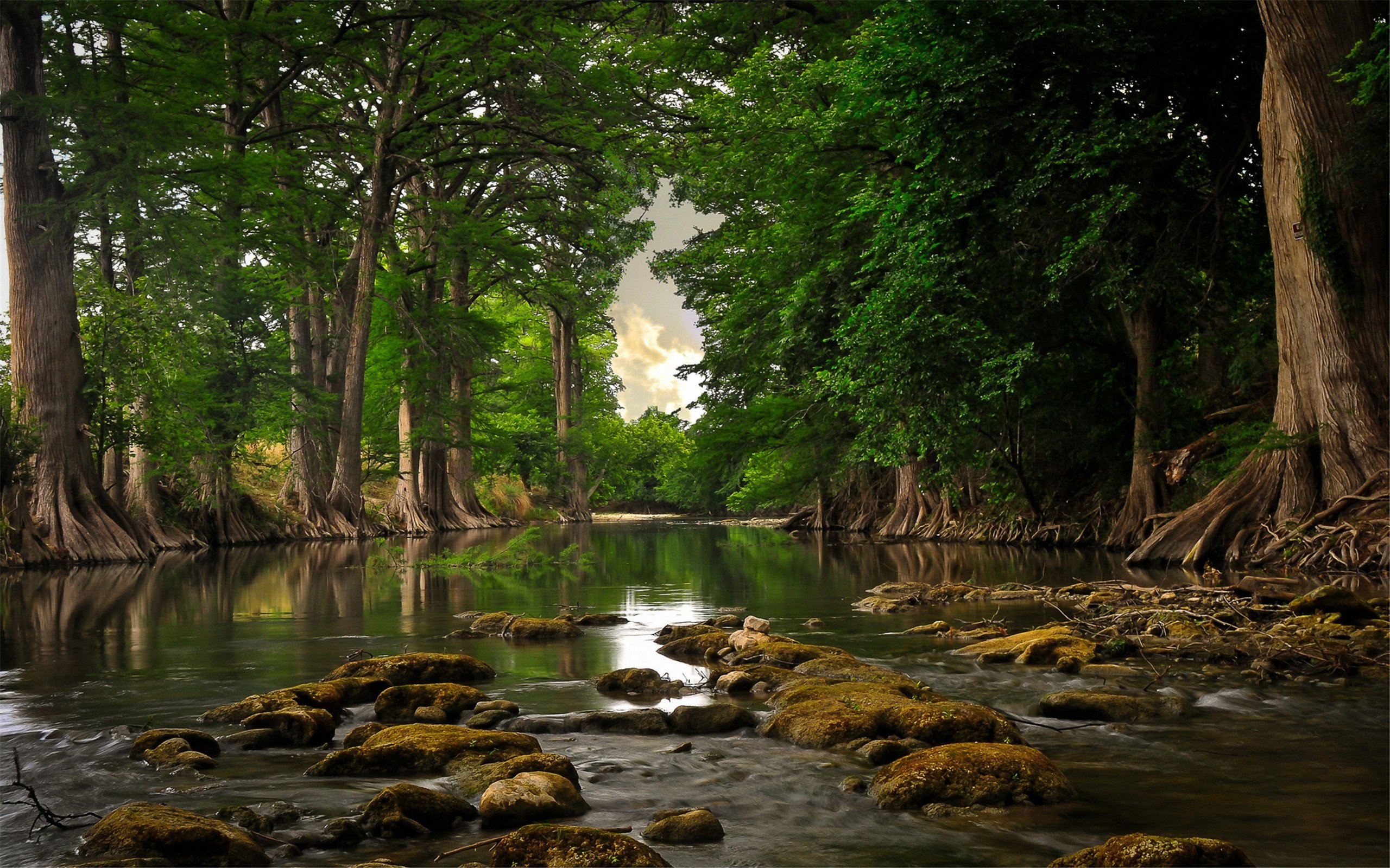 beautiful, Natural, River, Forest Wallpaper