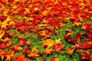 leaves, Autumn, Nature