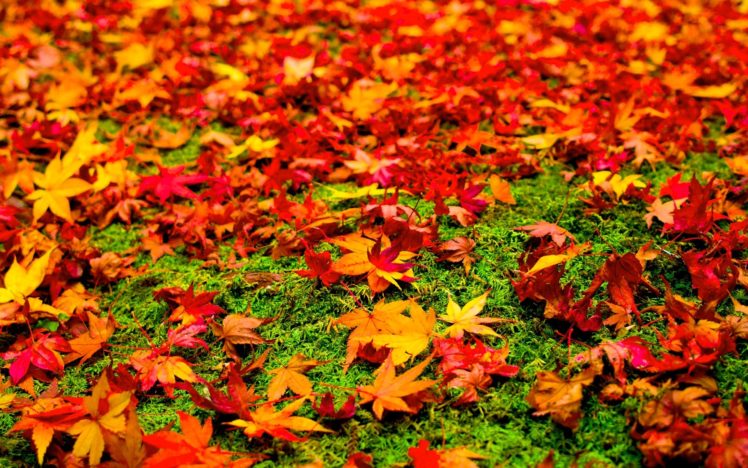 leaves, Autumn, Nature HD Wallpaper Desktop Background
