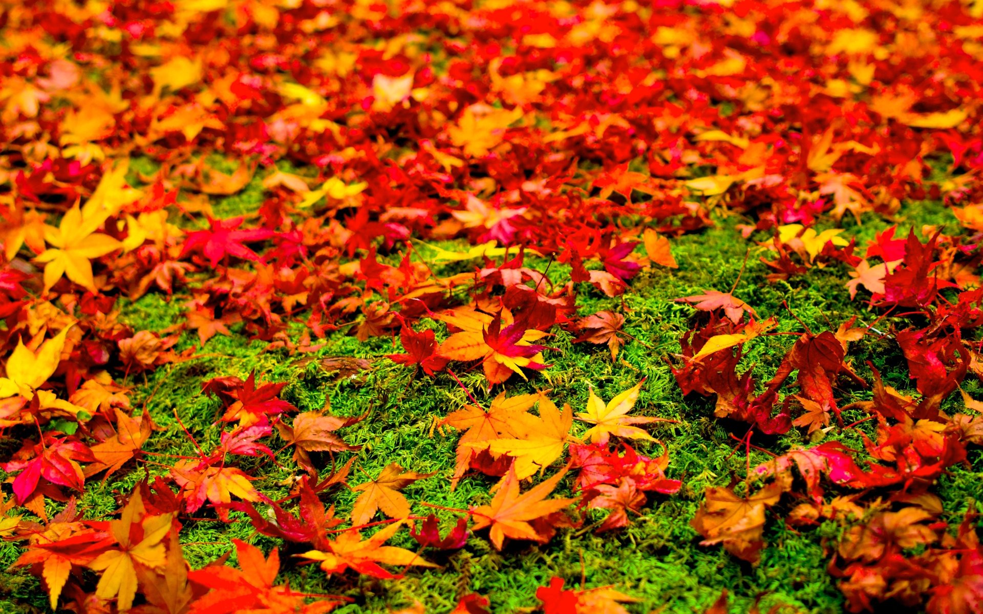 Разноцветный ковер из листьев