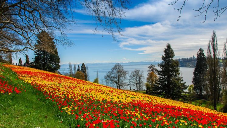 flower, Beauty, Mountain, Tulip, Natural HD Wallpaper Desktop Background