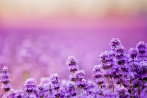 beautiful, Lavender, Landscape