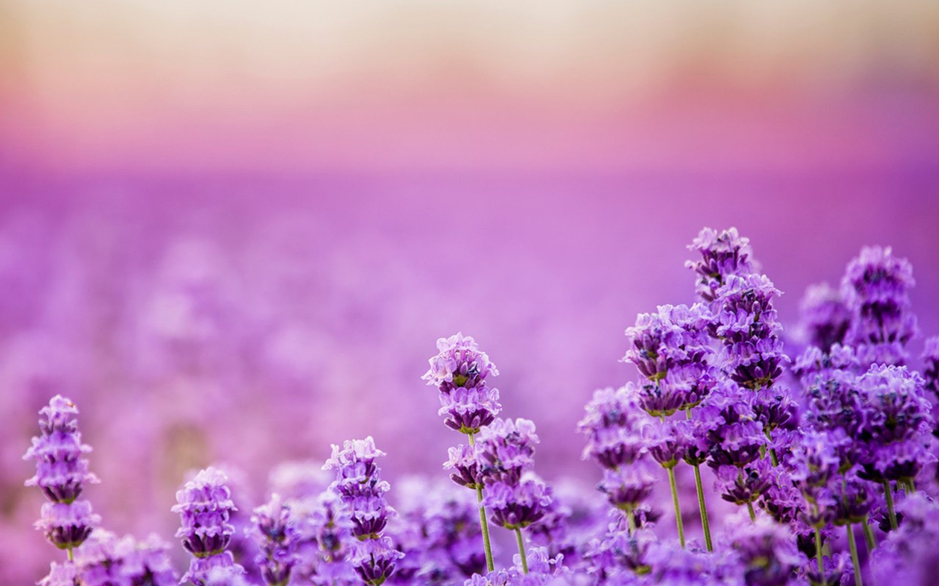 beautiful, Lavender, Landscape Wallpapers HD / Desktop and Mobile