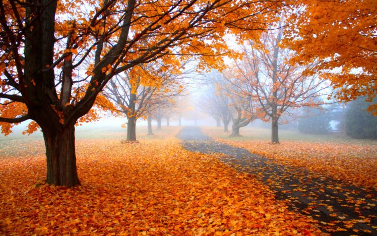 autumn, Tree, Leaves, Nature HD Wallpaper Desktop Background