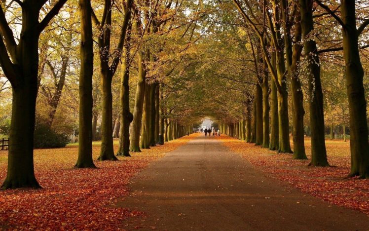 autumn, Avenue, Walk, Way HD Wallpaper Desktop Background