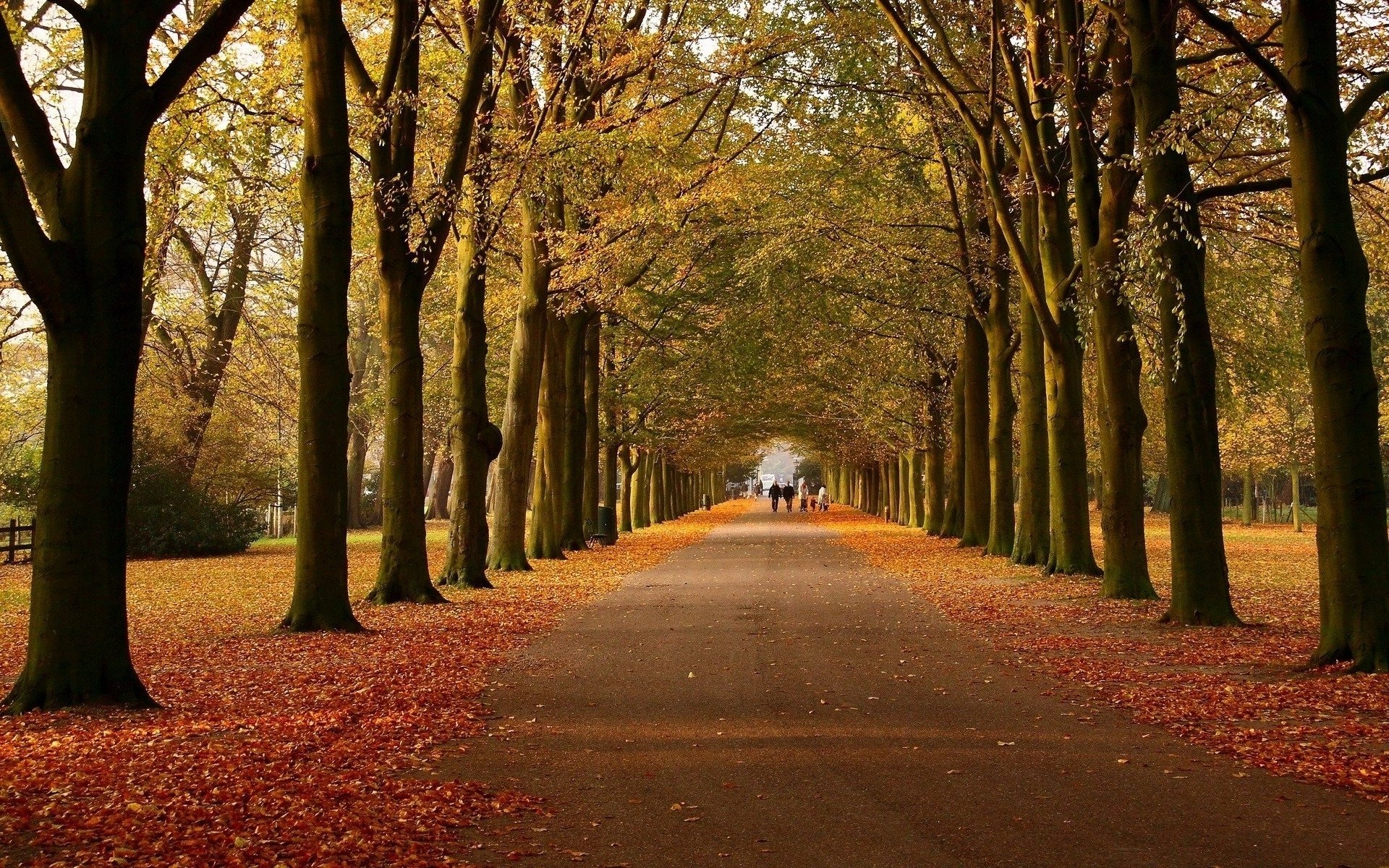 autumn, Avenue, Walk, Way Wallpaper