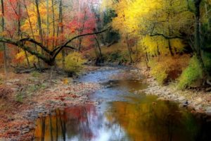 autumn, Trees, River, Stones