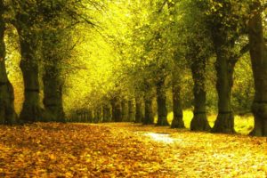 autumn, Park, Yellow, Leaves, Sidewalk, Trees, Natural, Landscape