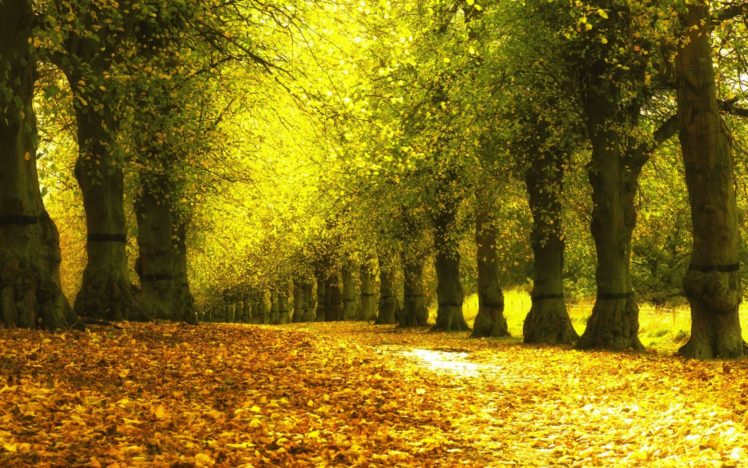autumn, Park, Yellow, Leaves, Sidewalk, Trees, Natural, Landscape HD Wallpaper Desktop Background
