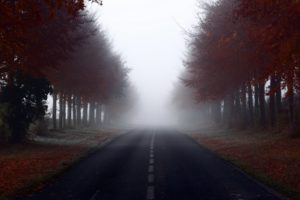 road, Trees, Fog, Landscap