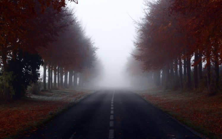 road, Trees, Fog, Landscap HD Wallpaper Desktop Background