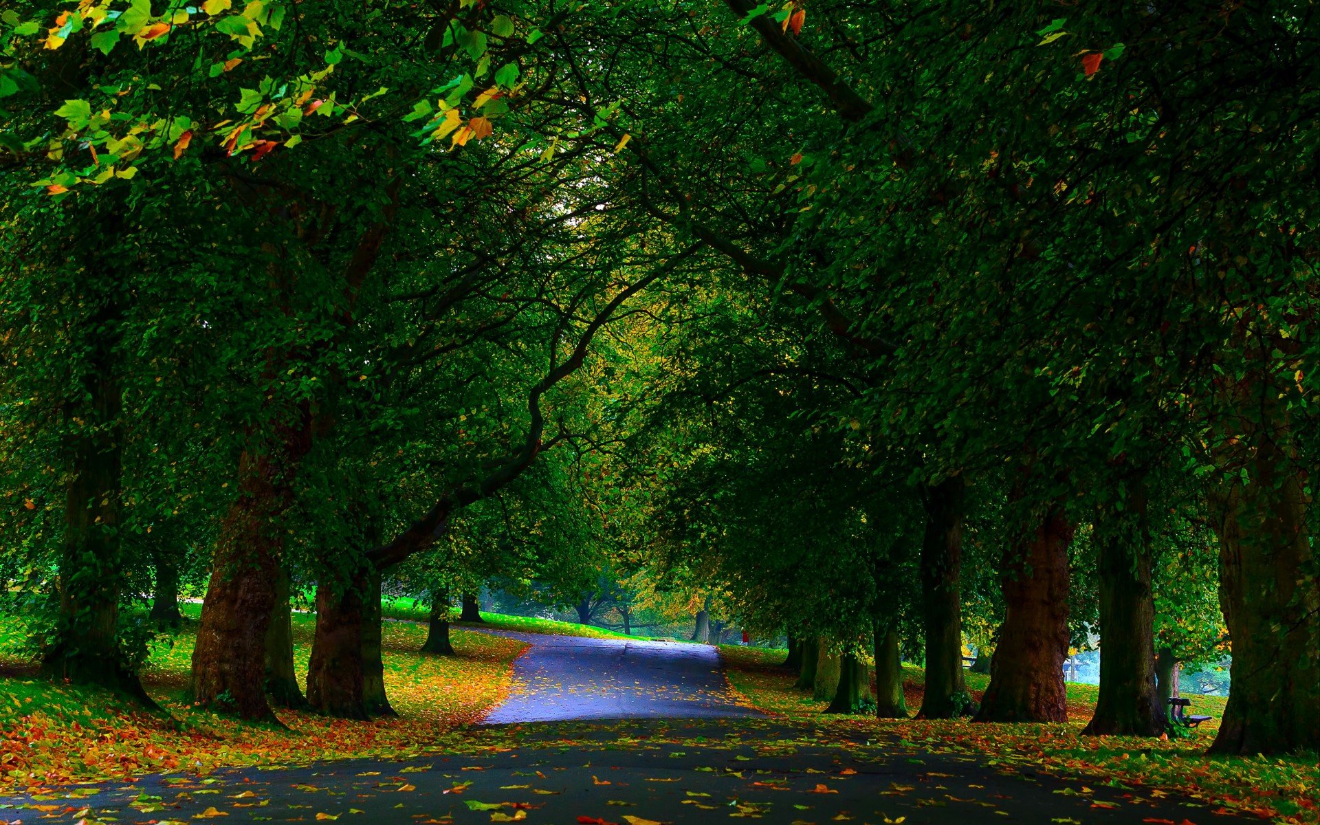 parks, Trees, Green, Sidewalks, Fallen, Leaves, Beautiful, Natural