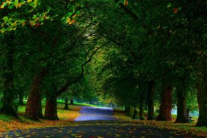 parks, Trees, Green, Sidewalks, Fallen, Leaves, Beautiful, Natural, Landscape