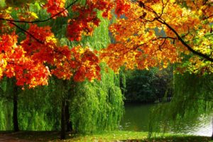 forest, Nature, Autumn, Leaves, River, Ultra, High, Definition, Landscape