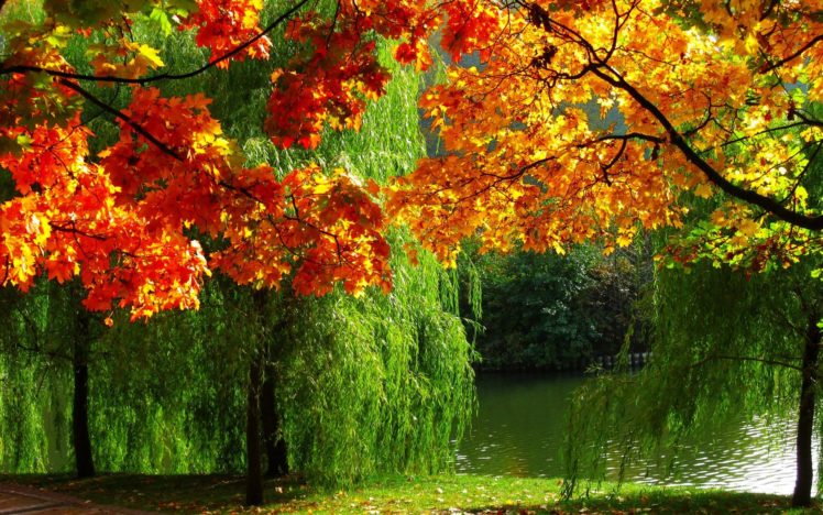 forest, Nature, Autumn, Leaves, River, Ultra, High, Definition, Landscape HD Wallpaper Desktop Background