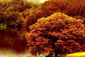 autumn, Tree, Lake, Forest, Nature