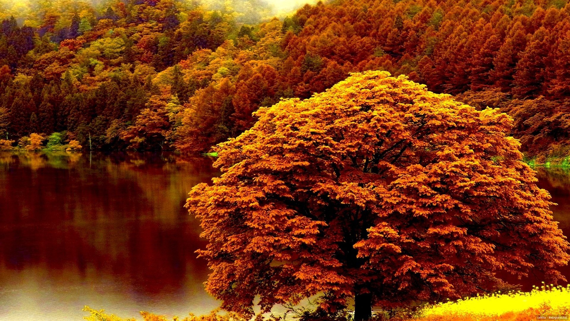 autumn, Tree, Lake, Forest, Nature Wallpaper