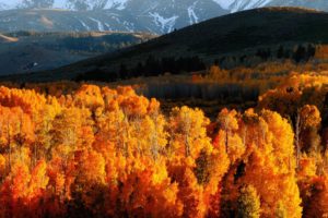 autumn, Trees, Gold, Mountains, Light, Hills, Slopes, October
