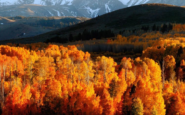 autumn, Trees, Gold, Mountains, Light, Hills, Slopes, October HD Wallpaper Desktop Background