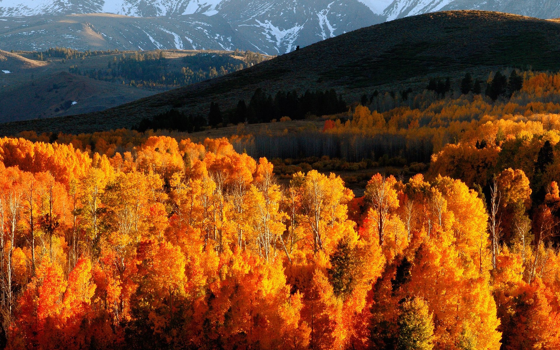 autumn, Trees, Gold, Mountains, Light, Hills, Slopes, October Wallpaper