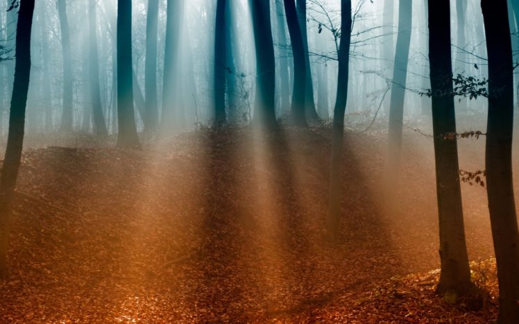 autumn, Forest, Nature, Tree HD Wallpaper Desktop Background