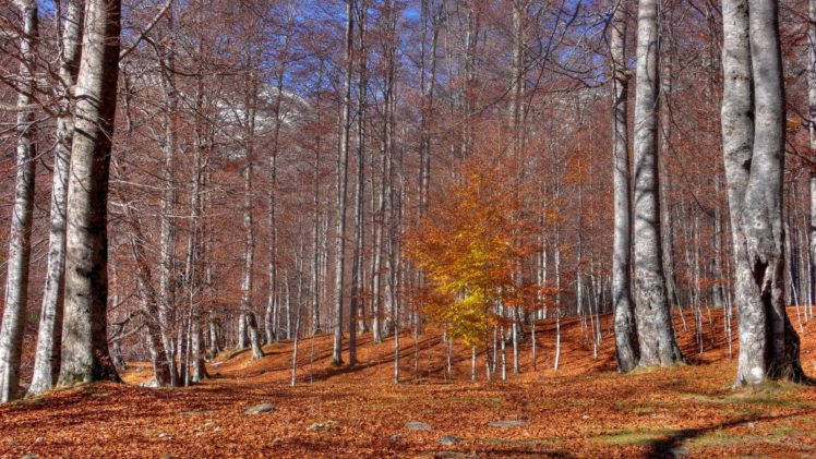 autumn, Trees, Leaf, Fall, October, Trunks, Indian, Summer HD Wallpaper Desktop Background