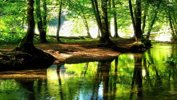 forest, Stream, Tree, Natur HD Wallpaper Desktop Background