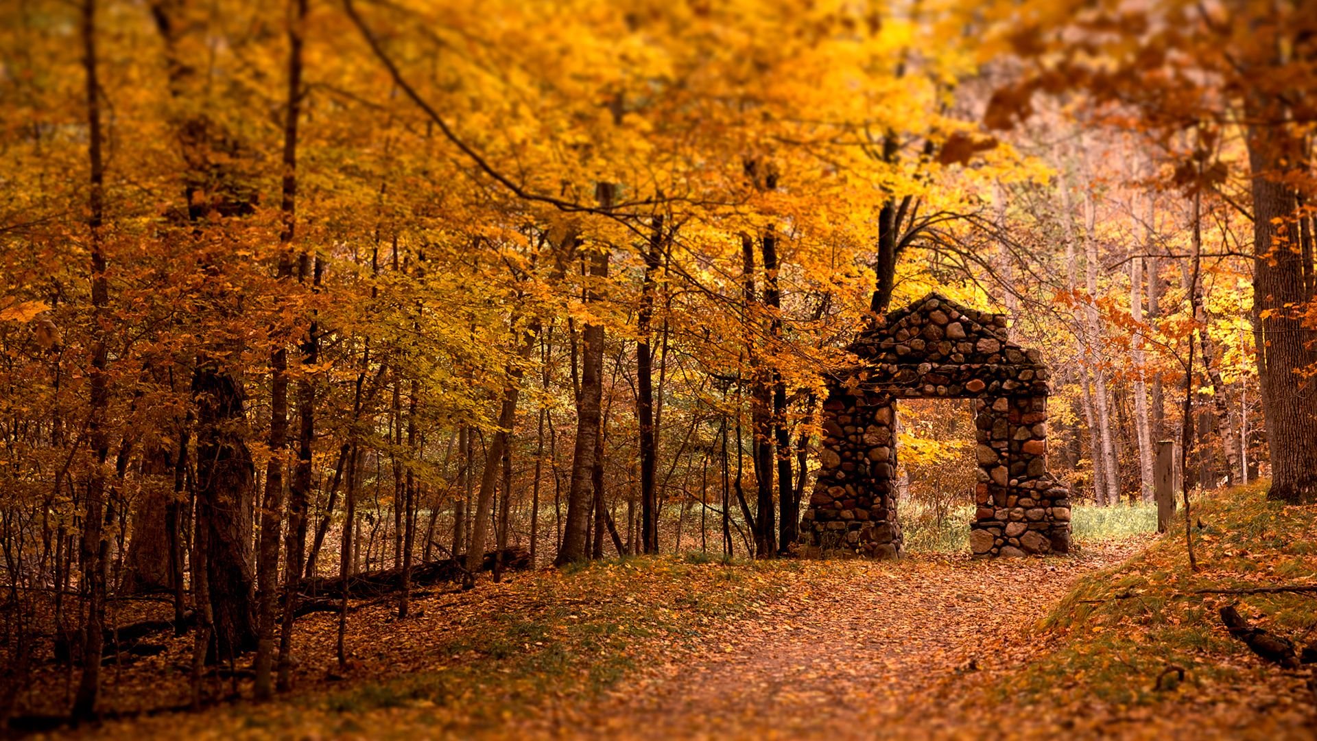 forest, Heaven, World, Autumn Wallpaper