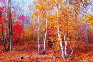 crimson, Gold, Red, Autumn, Nature, Trees, Leaves, October, Forest, Silence, Maple