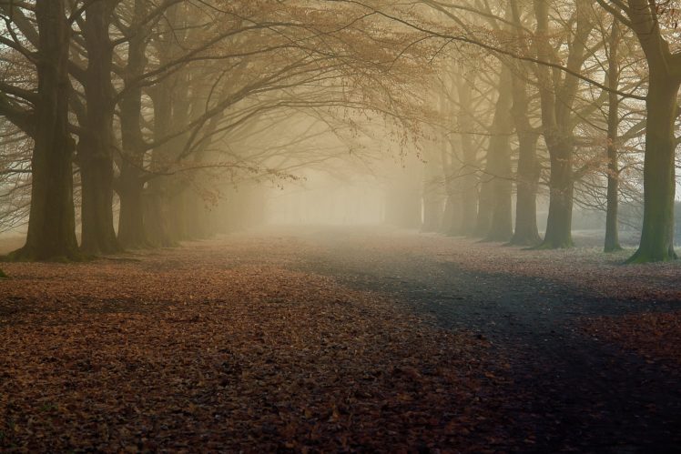 fog, Forest, Nature, Tree, Beauty HD Wallpaper Desktop Background