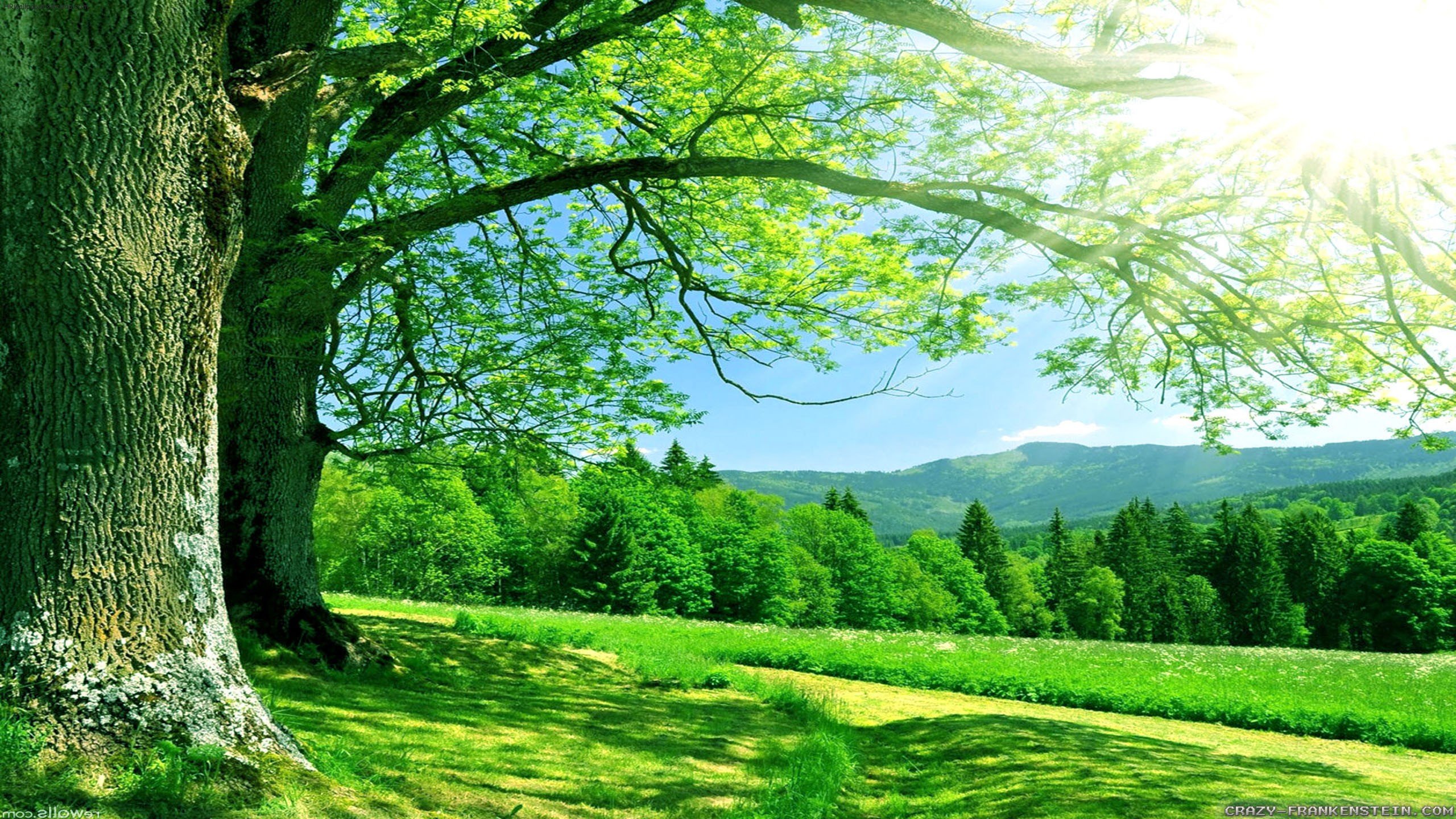 green, Nautre, Tree, Sky, Forest, Natur Wallpapers HD